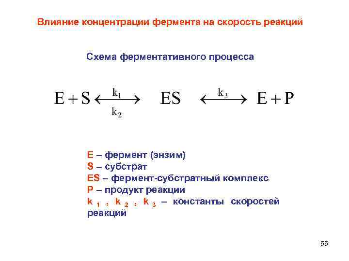 Влияние концентрации фермента на скорость реакций Схема ферментативного процесса Е – фермент (энзим) S