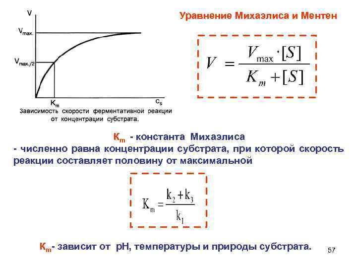  Уравнение Михаэлиса и Ментен Кm - константа Михаэлиса - численно равна концентрации субстрата,