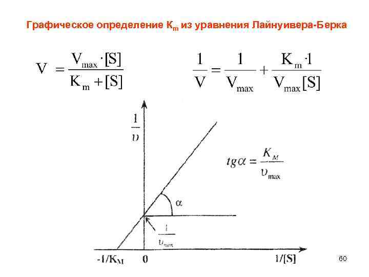 Графическое определение Кm из уравнения Лайнуивера-Берка 60 