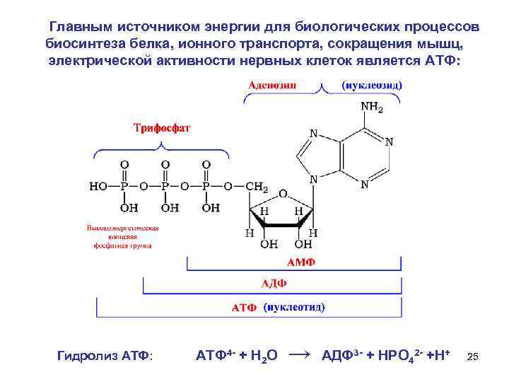 Главным источником энергии для биологических процессов биосинтеза белка, ионного транспорта, сокращения мышц, электрической активности