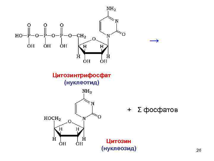       →  Цитозинтрифосфат  (нуклеотид)   