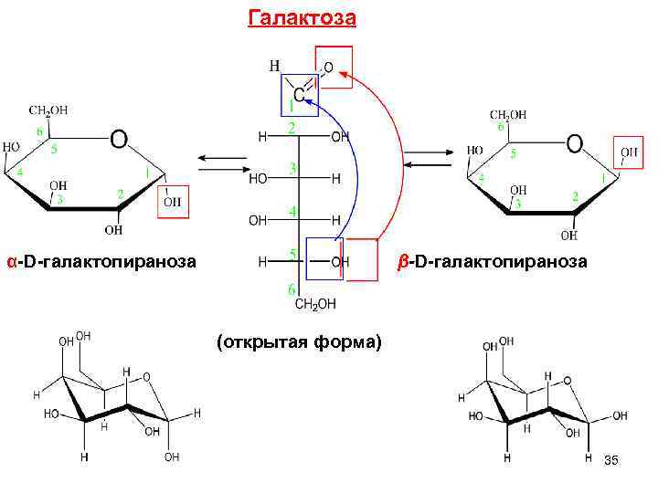  Галактоза α-D-галактопираноза β-D-галактопираноза (открытая форма) 35 