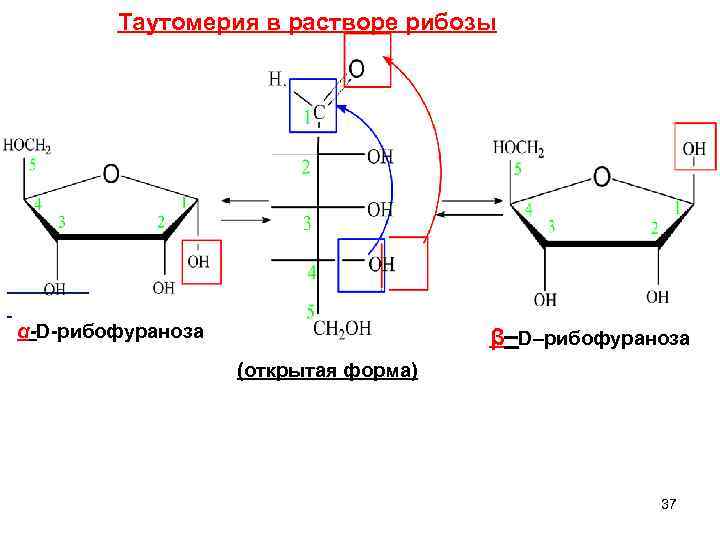 Схема таутомерных превращений