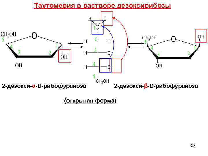  Таутомерия в растворе дезоксирибозы 2 -дезокси-α-D-рибофураноза 2 -дезокси-β-D-рибофураноза (открытая форма) 38 