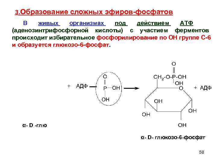  3. Образование сложных эфиров-фосфатов В живых организмах под действием АТФ (аденозинтрифосфорной кислоты) с