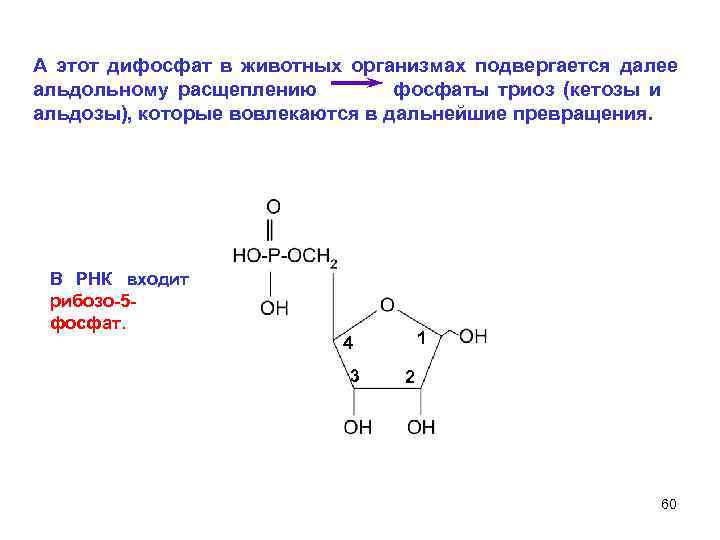 Рибозо 5 фосфат