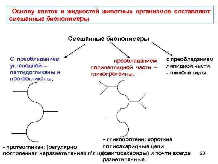 Биополимерами являются. Биополимеры структурные компоненты клеток. Разветвленная структура биополимеров. Смешанные биополимеры с преобладанием липидного фрагмента. Смешанные биополимеры строение.