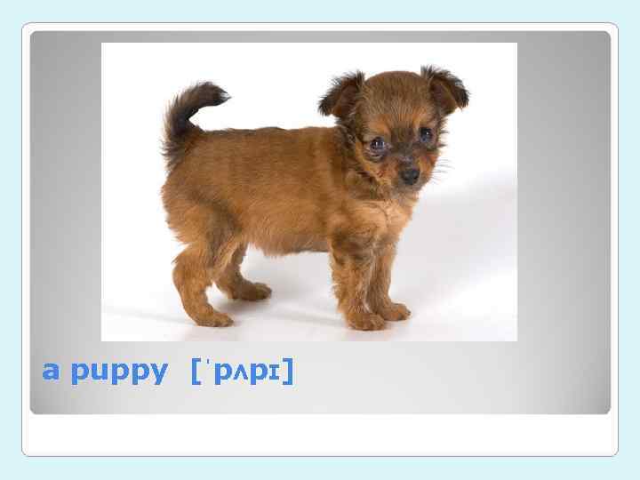 a puppy [ˈpʌpɪ] 