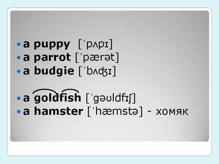  a puppy [ˈpʌpɪ]  a parrot [ˈpærət]  a budgie [ˈbʌʤɪ]  a