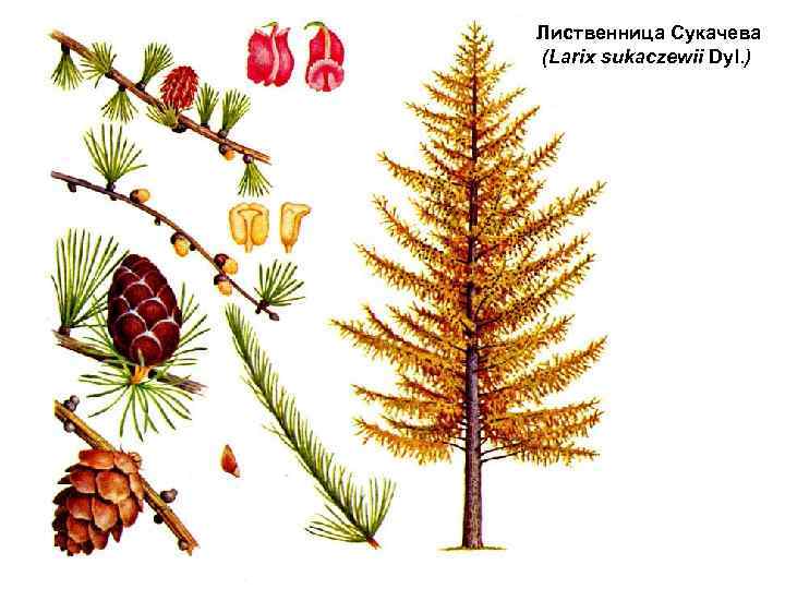 Лиственница Сукачева (Larix sukaczewii Dyl. ) 