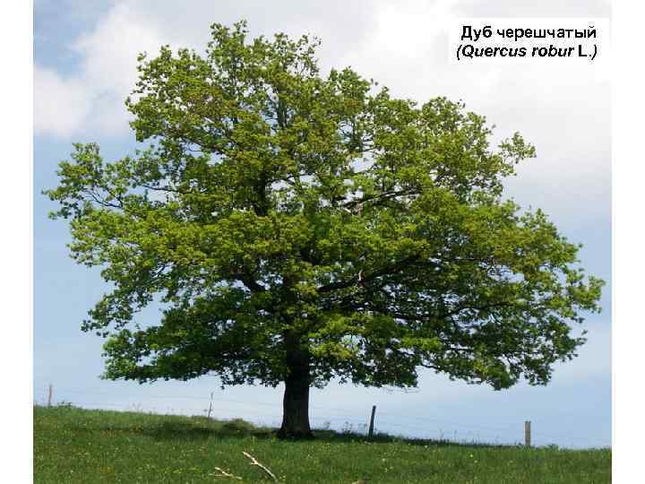  Дуб черешчатый (Quercus robur L. ) 