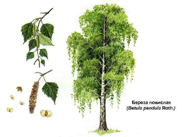  Береза повислая (Betula pendula Roth. ) 