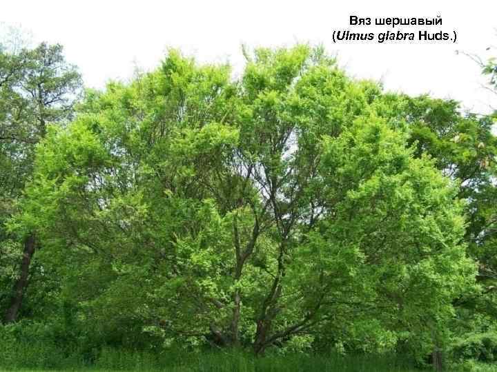  Вяз шершавый (Ulmus glabra Huds. ) 