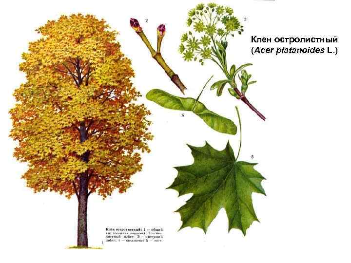 Клен остролистный (Acer platanoides L. ) 