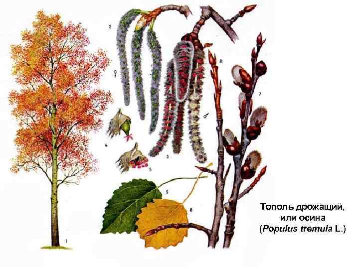 Тополь дрожащий, или осина (Populus tremula L. ) 