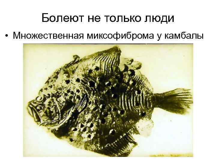   Болеют не только люди  • Множественная миксофиброма у камбалы 