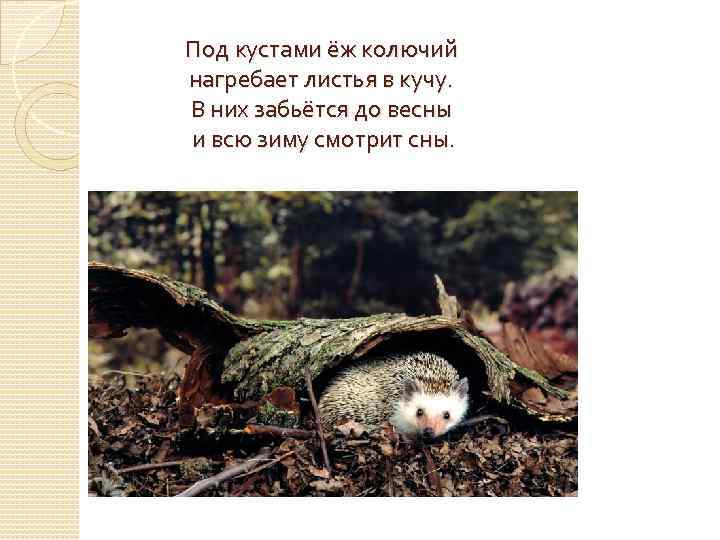 Под кустами ёж колючий нагребает листья в кучу.  В них забьётся до весны