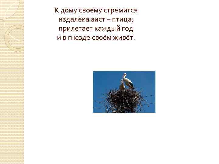К дому своему стремится издалёка аист – птица;  прилетает каждый год и в