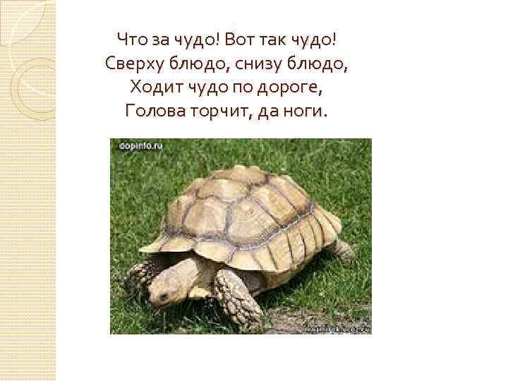  Что за чудо! Вот так чудо! Сверху блюдо, снизу блюдо,  Ходит чудо