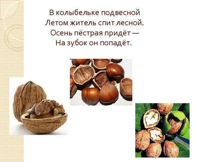  В колыбельке подвесной Летом житель спит лесной.  Осень пёстрая придёт — 