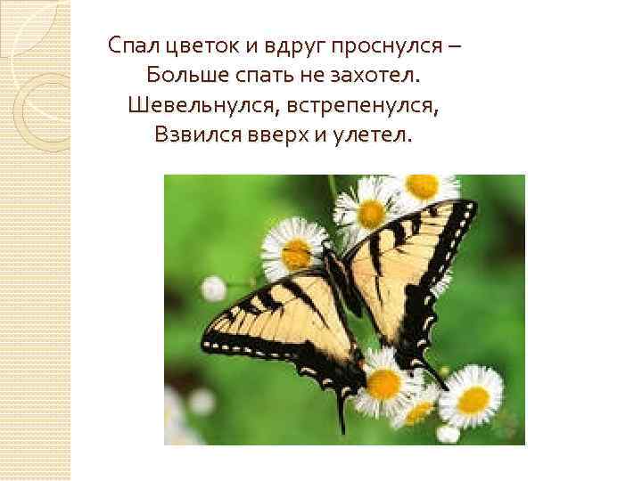 Спал цветок и вдруг проснулся –  Больше спать не захотел.  Шевельнулся, встрепенулся,
