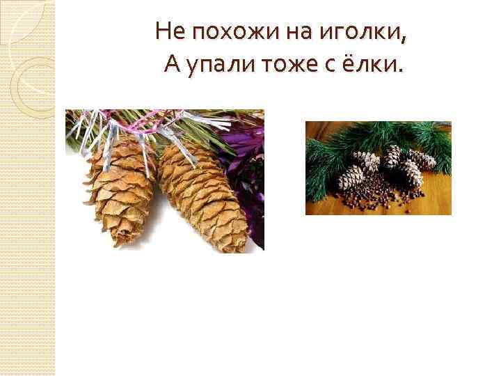 Не похожи на иголки,  А упали тоже с ёлки. 