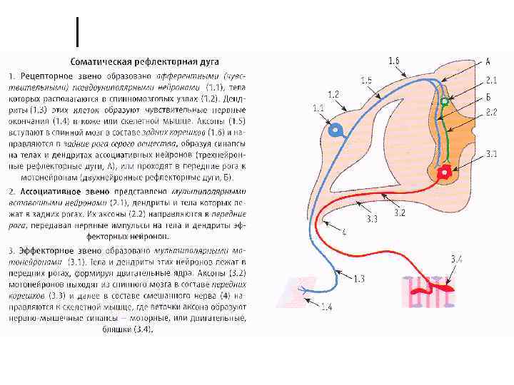 Схема соматического рефлекса - 96 фото