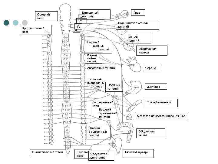  Цилиарный Глаз Средний ганглий /// мозг VII Поднижнечелюстной IX ганглий Продолговатый X мозг
