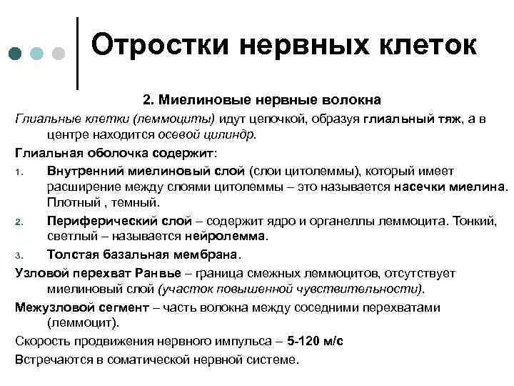  Отростки нервных клеток 2. Миелиновые нервные волокна Глиальные клетки (леммоциты) идут цепочкой, образуя