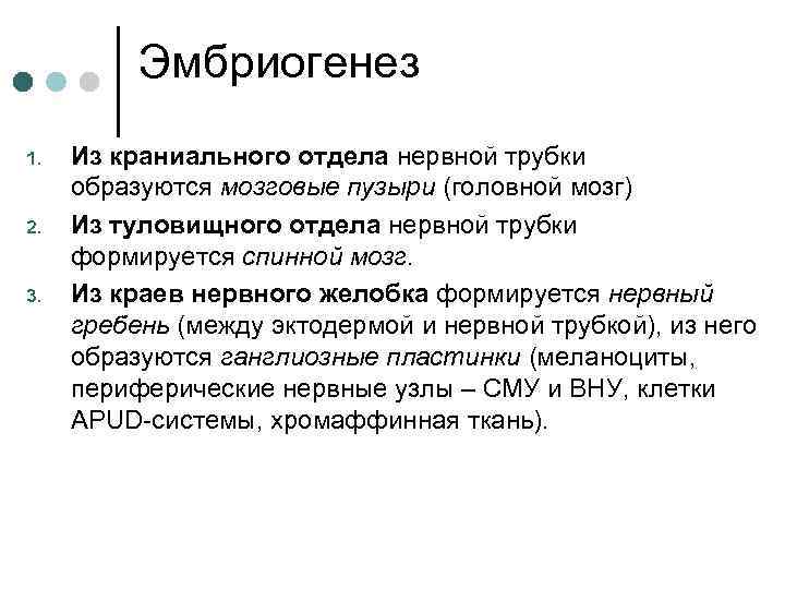  Эмбриогенез 1. Из краниального отдела нервной трубки образуются мозговые пузыри (головной мозг) 2.