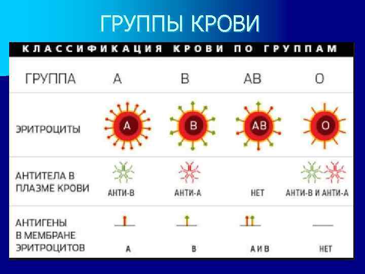 ГРУППЫ КРОВИ 