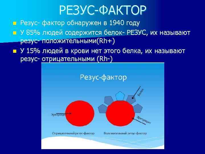    РЕЗУС-ФАКТОР n Резус- фактор обнаружен в 1940 году n У 85%
