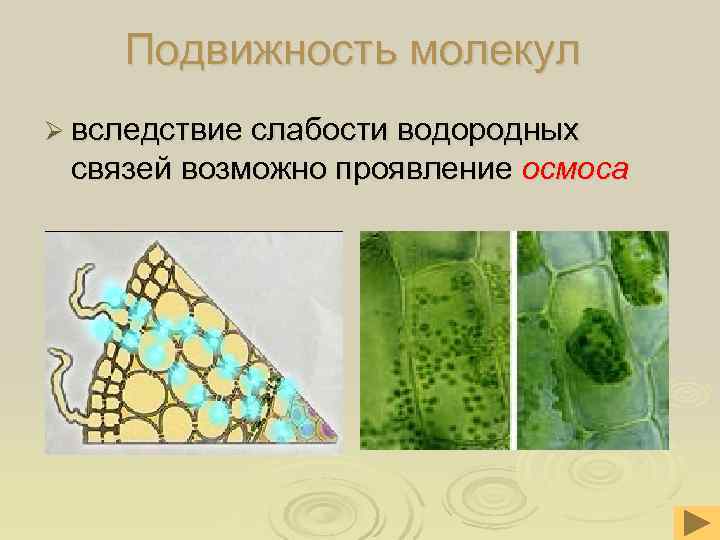  Подвижность молекул Ø вследствие слабости водородных связей возможно проявление осмоса 