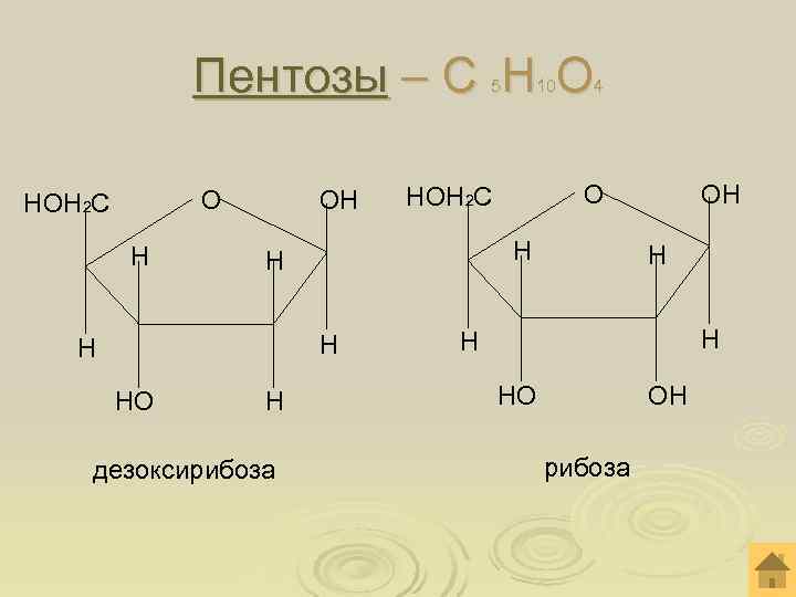  Пентозы – С Н О 5 10 4 НОН 2 С О ОН