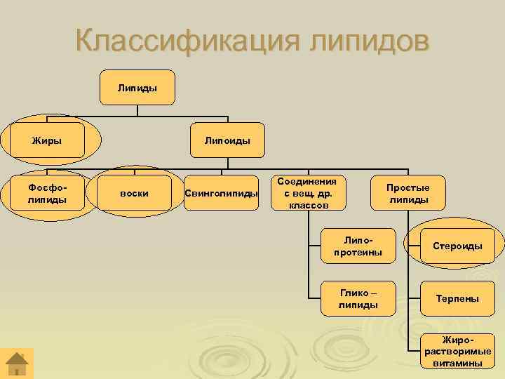 Чем липиды отличаются от липидов. Классификация липидов таблица.