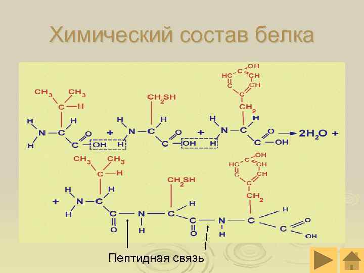 Химический состав белка Пептидная связь 