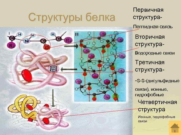  Первичная Структуры белка структура- Пептидная связь Вторичная структура- Водородные связи Третичная структура- -S-S-(дисульфидные