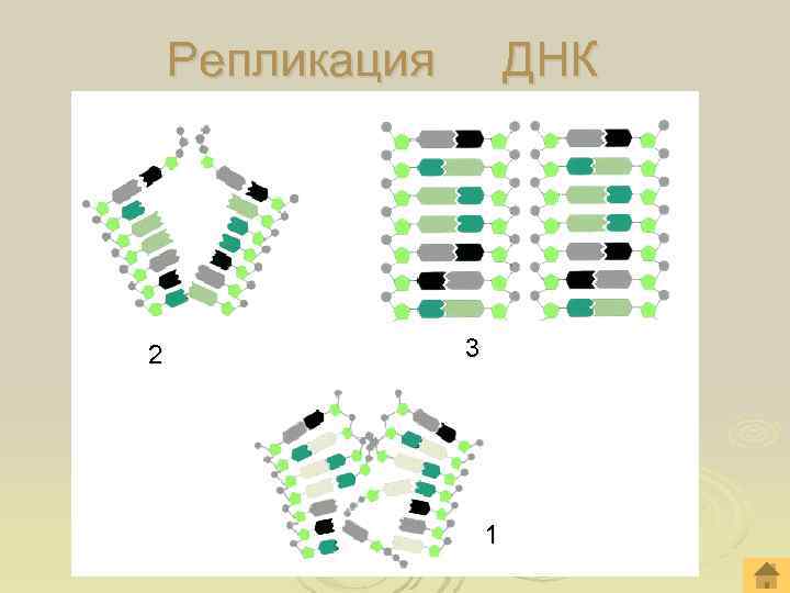  Репликация ДНК 2 3 1 