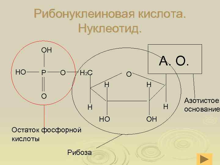  Рибонуклеиновая кислота. Нуклеотид. ОН А. О. НО Р О Н 2 С О