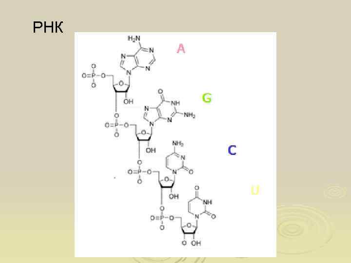 РНК 