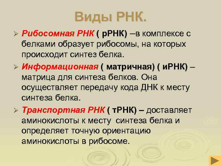  Виды РНК. Ø Рибосомная РНК ( р. РНК) –в комплексе с белками образует