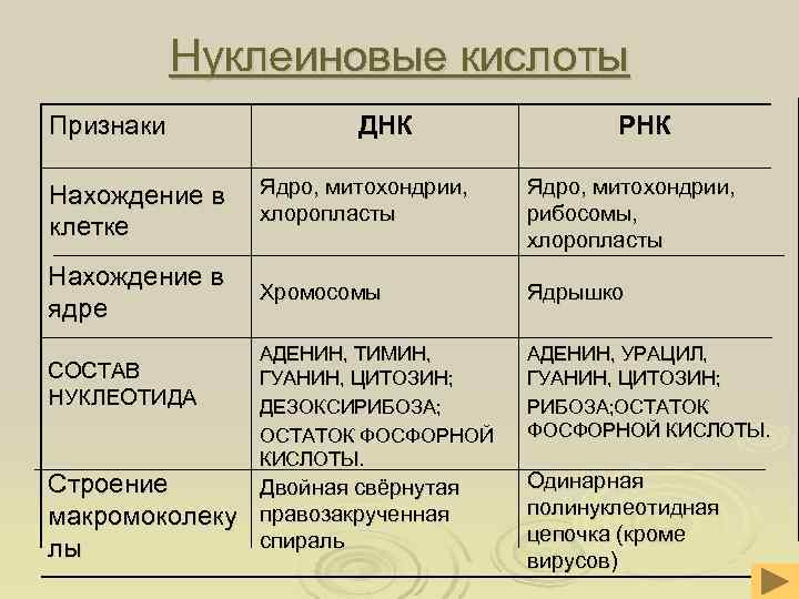  Нуклеиновые кислоты Признаки ДНК РНК Нахождение в Ядро, митохондрии, хлоропласты рибосомы, клетке хлоропласты