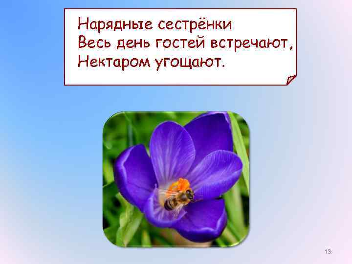 Нарядные сестрёнки Весь день гостей встречают, Нектаром угощают. 13 