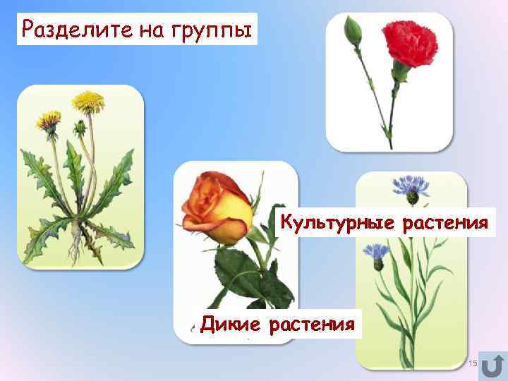 Культурное и дикорастущее растение рисунок