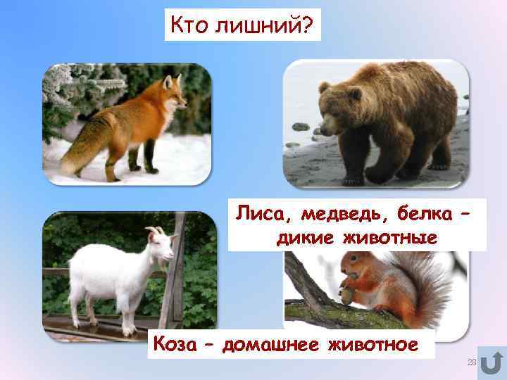 Какие отношения складываются между медведем и лисицей. Четвертый лишний животные. Кто лишний Дикие животные. Четвертый лишний Дикие животные. Кто лишний домашние и Дикие животные.