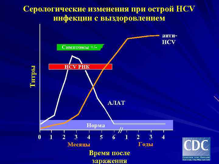 Серологические изменения при острой HCV инфекции с выздоровлением анти- HCV Симптомы +/- HCV РНК