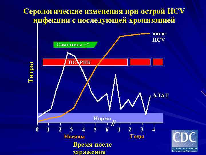 Серологические изменения при острой HCV инфекции с последующей хронизацией анти- HCV Симптомы +/- HCVРНК