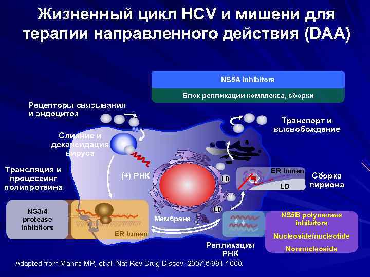  Жизненный цикл HCV и мишени для терапии направленного действия (DAA) NS 5 A