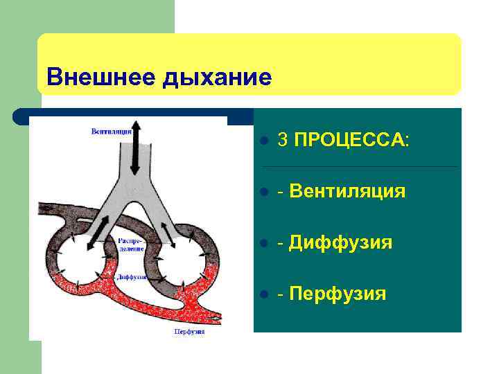 Внешнее дыхание l 3 ПРОЦЕССА: l - Вентиляция l - Диффузия l - Перфузия