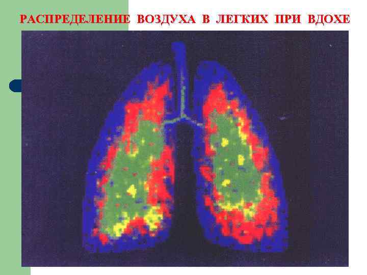 РАСПРЕДЕЛЕНИЕ ВОЗДУХА В ЛЕГКИХ ПРИ ВДОХЕ 